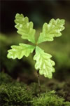 Oak Sapling